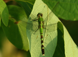 Eastern Pondhawk